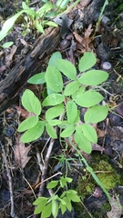 Taenidia integerrima