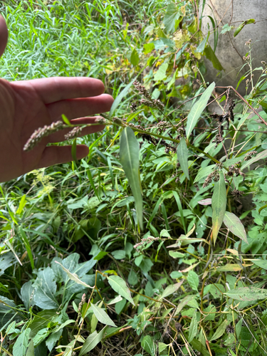 spotted lady's thumb