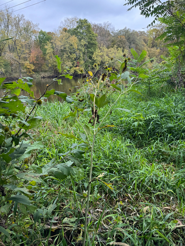 cutleaf coneflower