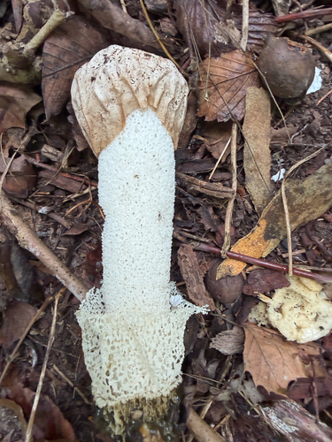 Skirted Stinkhorn