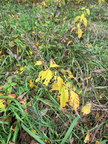 American germander