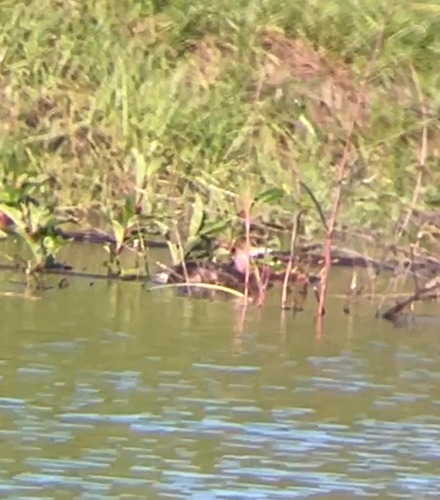 Pied-billed Grebe