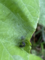 Aoaraneus pentagrammicus