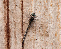 Austroaeschna parvistigma