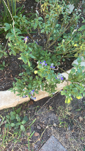 Mealy Blue Sage