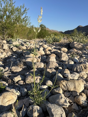 Arizona snakecotton