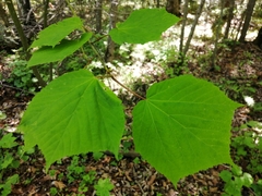 Acer tegmentosum