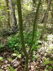 Acer tegmentosum