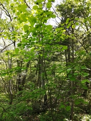 Acer tegmentosum