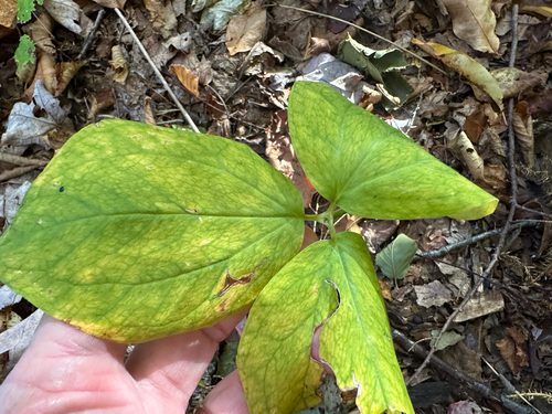 Trillium undulatum observed 2026-10-11