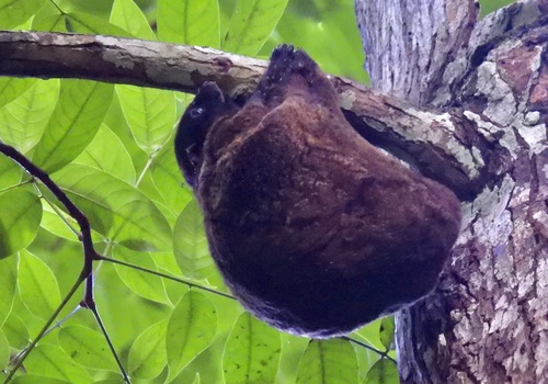 Cynocephalus volans observed 2026-08-17