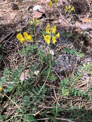 Hippocrepis