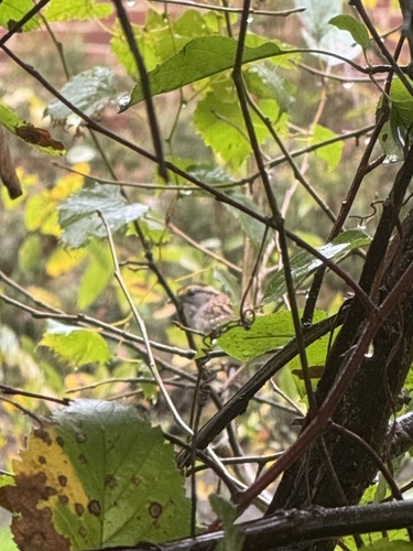 White-throated Sparrow