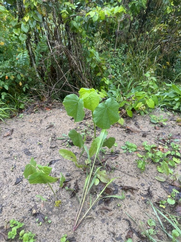 velvetleaf