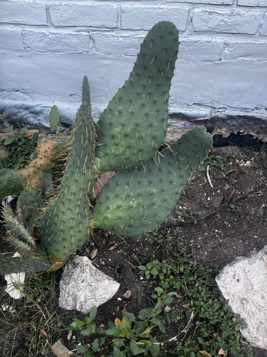 Texas Pricklypear