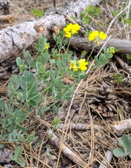 Coronilla coronata