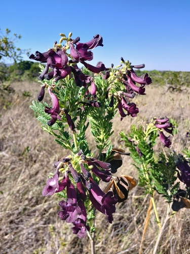 Jacaranda ulei (Jacaranda ulei)