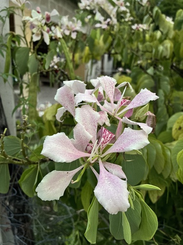 Bauhinia monandra observed 2026-10-11