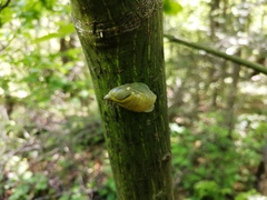 Succinea lauta