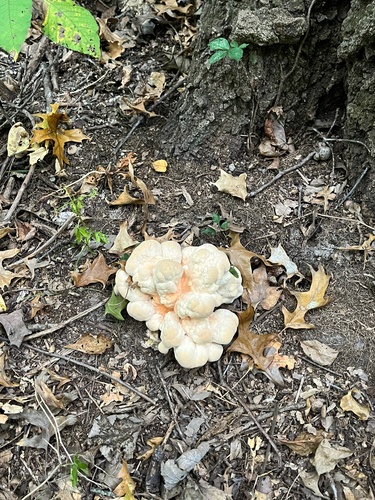 White-pored Chicken of the Woods