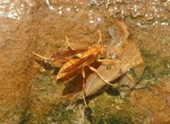 Polistes wattii