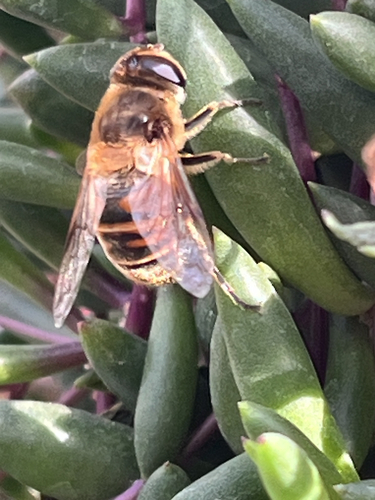 Common Drone Fly
