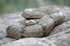 Crotalus lepidus