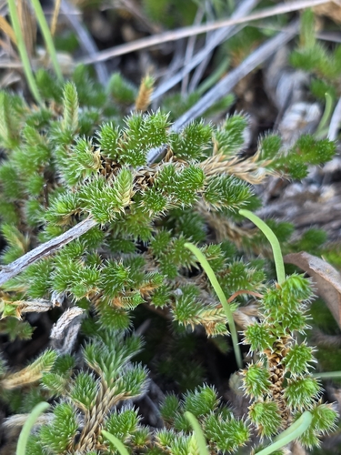 Peruvian Spikemoss