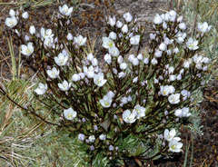 Gentianella muelleriana muelleriana