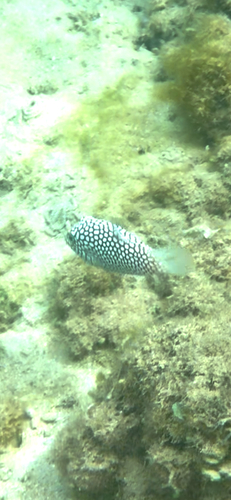 Canthigaster jactator observed 2026-10-11
