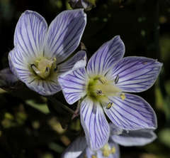 Gentianella muelleriana willisiana