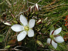 Gentianella diemensis