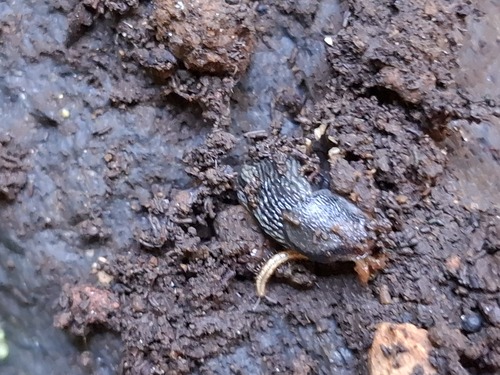 Arion hortensis observed 2026-10-08