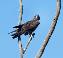 Falco subniger