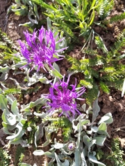 Centaurea fuscomarginata