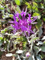 Centaurea fuscomarginata