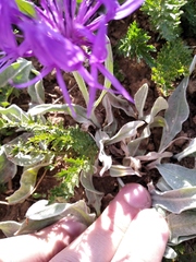 Centaurea fuscomarginata