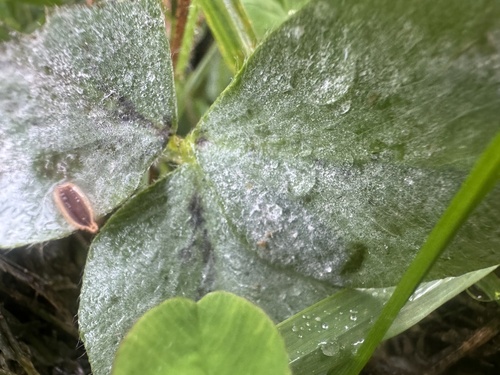 Clover Powdery Mildew