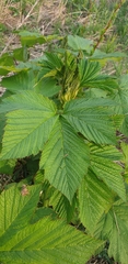 Filipendula camtschatica
