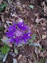 Centaurea depressa