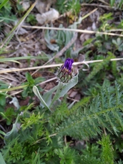 Centaurea depressa