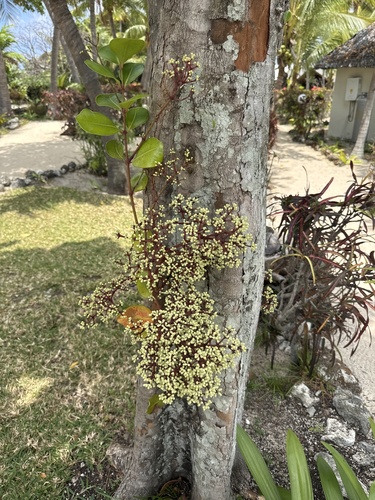 Syzygium clusiifolium observed 2026-10-12