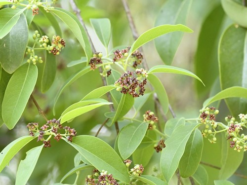Santalum album