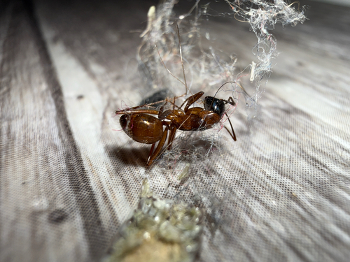 American Carpenter Ant