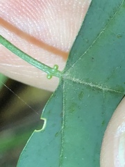 Passiflora aurantia samoensis