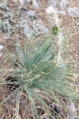 Asphodeline taurica