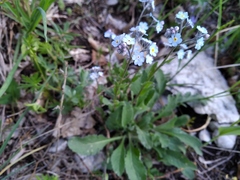 Myosotis lithospermifolia