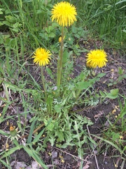 Taraxacum officinale