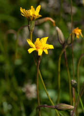 Microseris lanceolata