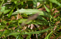 Microseris lanceolata